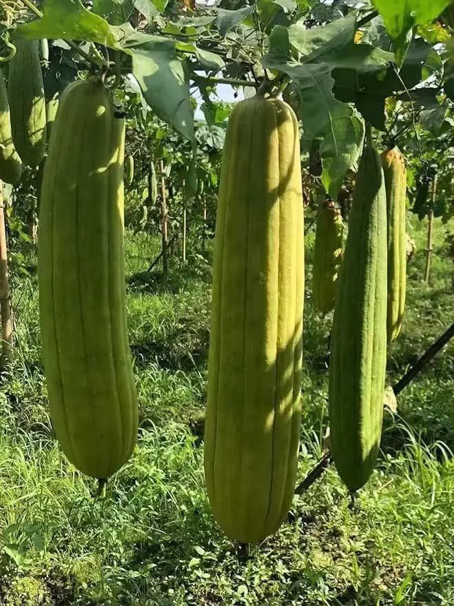 Éponges de Loofah naturelles