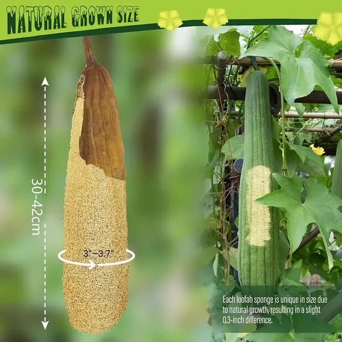 Environ 30-40cm éponges de Loofah organiques naturelles entières exfoliantes bain de douche