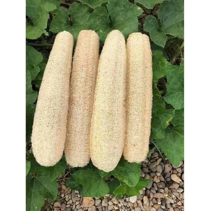 Environ 30-40cm éponges de Loofah organiques naturelles entières exfoliantes bain de douche