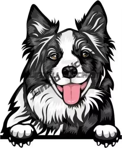 Autocollants d'art pour Border Collie, chien, propriétaire, chiot, à l'intérieur, pour pare-chocs, batterie, travail, décoration de pare-brise