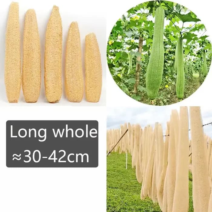 Environ 30-40cm éponges de Loofah organiques naturelles entières exfoliantes bain de douche